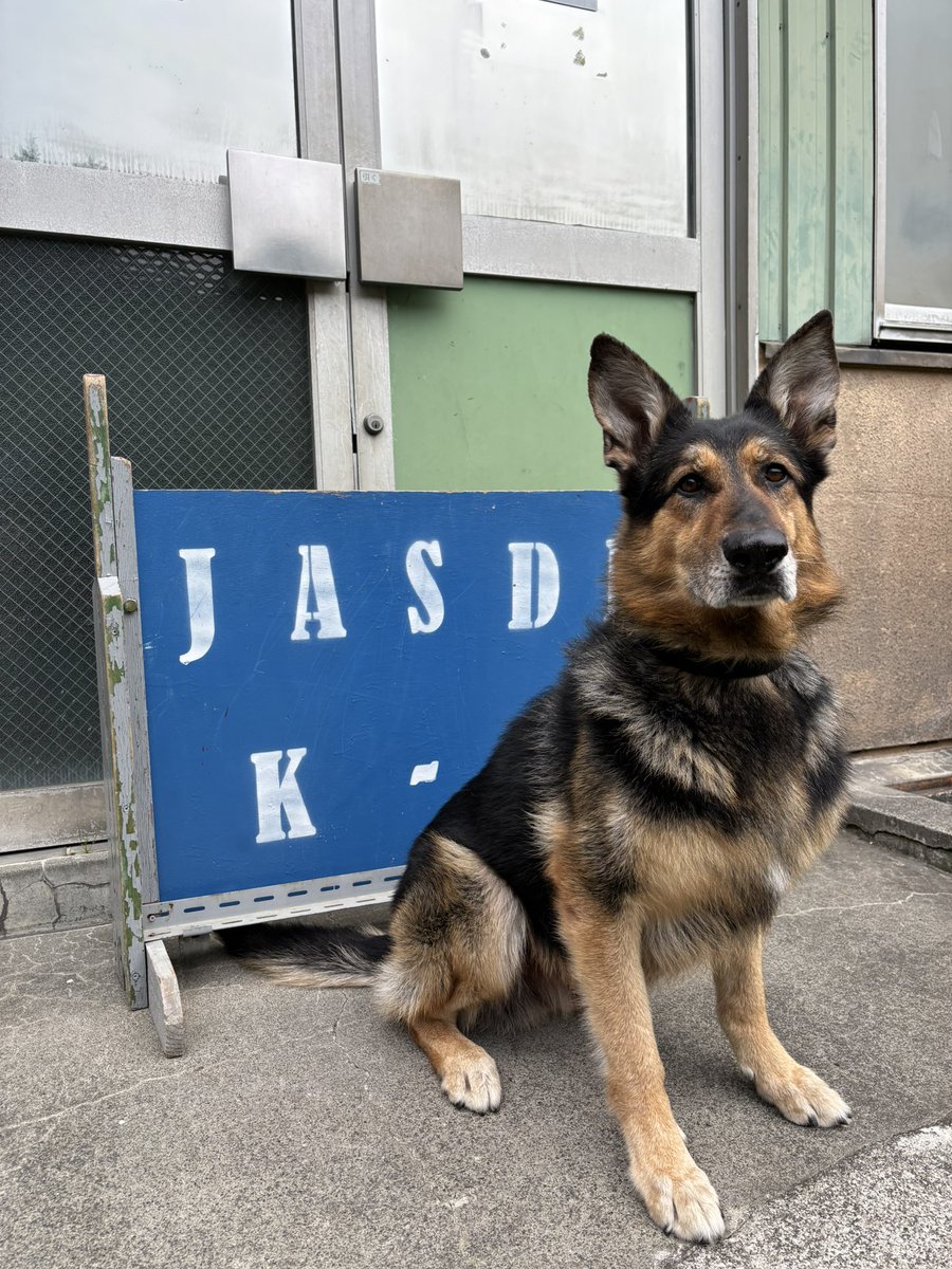 ocome_dogtalk's tweet image. 一緒に救助犬の訓練もした2頭。
2頭ともとても可愛い性格をして居ます、基地でもとても大事にされて居ました。

新しいお家にも直ぐに馴染むと思いますが、出来る事ならしシェパードを飼った経験のある方が居たらいいな、、と個人的には思っています。