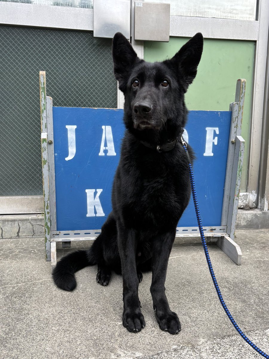 ocome_dogtalk's tweet image. 一緒に救助犬の訓練もした2頭。
2頭ともとても可愛い性格をして居ます、基地でもとても大事にされて居ました。

新しいお家にも直ぐに馴染むと思いますが、出来る事ならしシェパードを飼った経験のある方が居たらいいな、、と個人的には思っています。