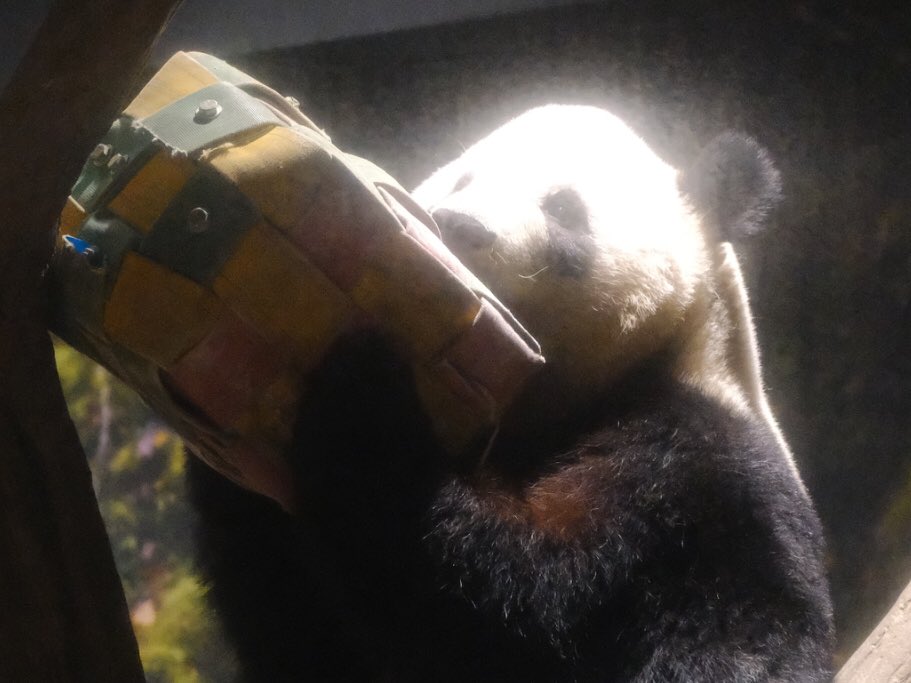iko_i_iko_i_iko's tweet image. ガブッ💕
2025.11.24 #上野動物園 #panda #シャオシャオ