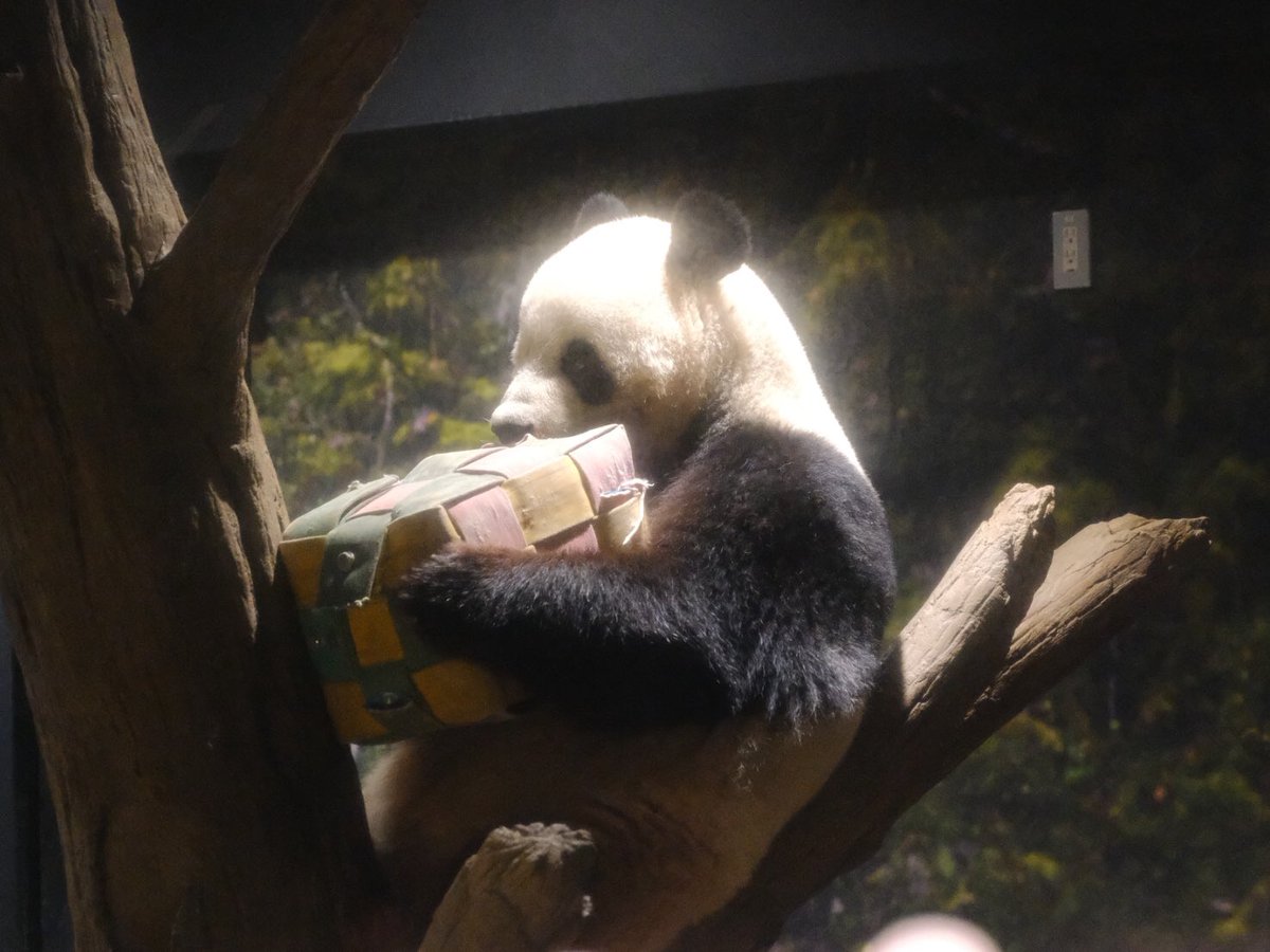 iko_i_iko_i_iko's tweet image. ガブッ💕
2025.11.24 #上野動物園 #panda #シャオシャオ