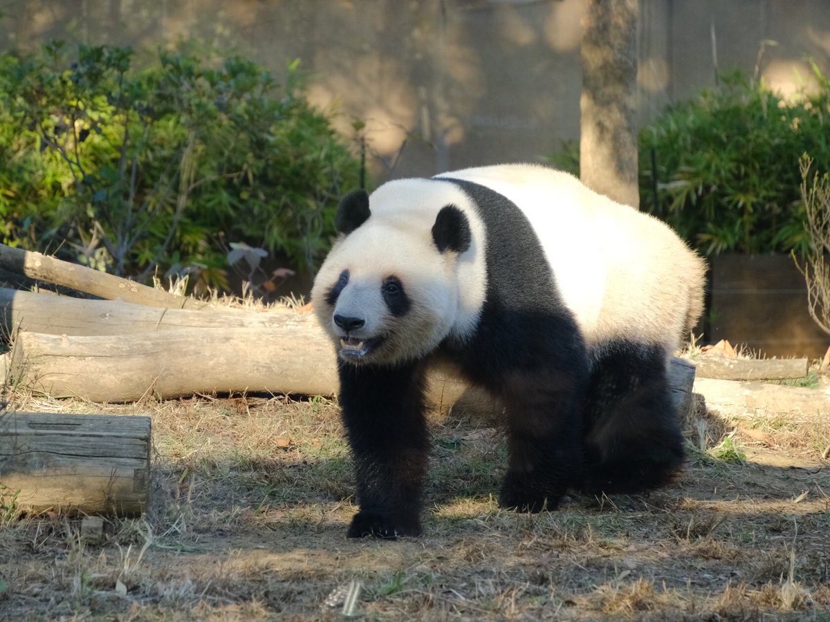 iko_i_iko_i_iko's tweet image. かわいい💕
2025.11.24 #上野動物園 #panda #レイレイ