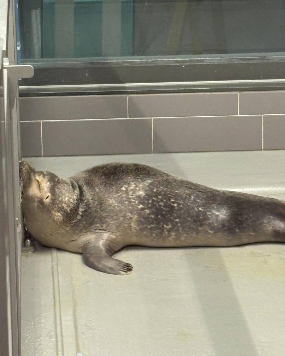 Zeehondencreche's tweet image. Monday got us feeling like… 💤🦭
 
—
 
月曜日って感じ… 💤🦭
 
#zeehondencentrum #sealrehabilitation #doc #gewonezeehond #sealcentre #seals