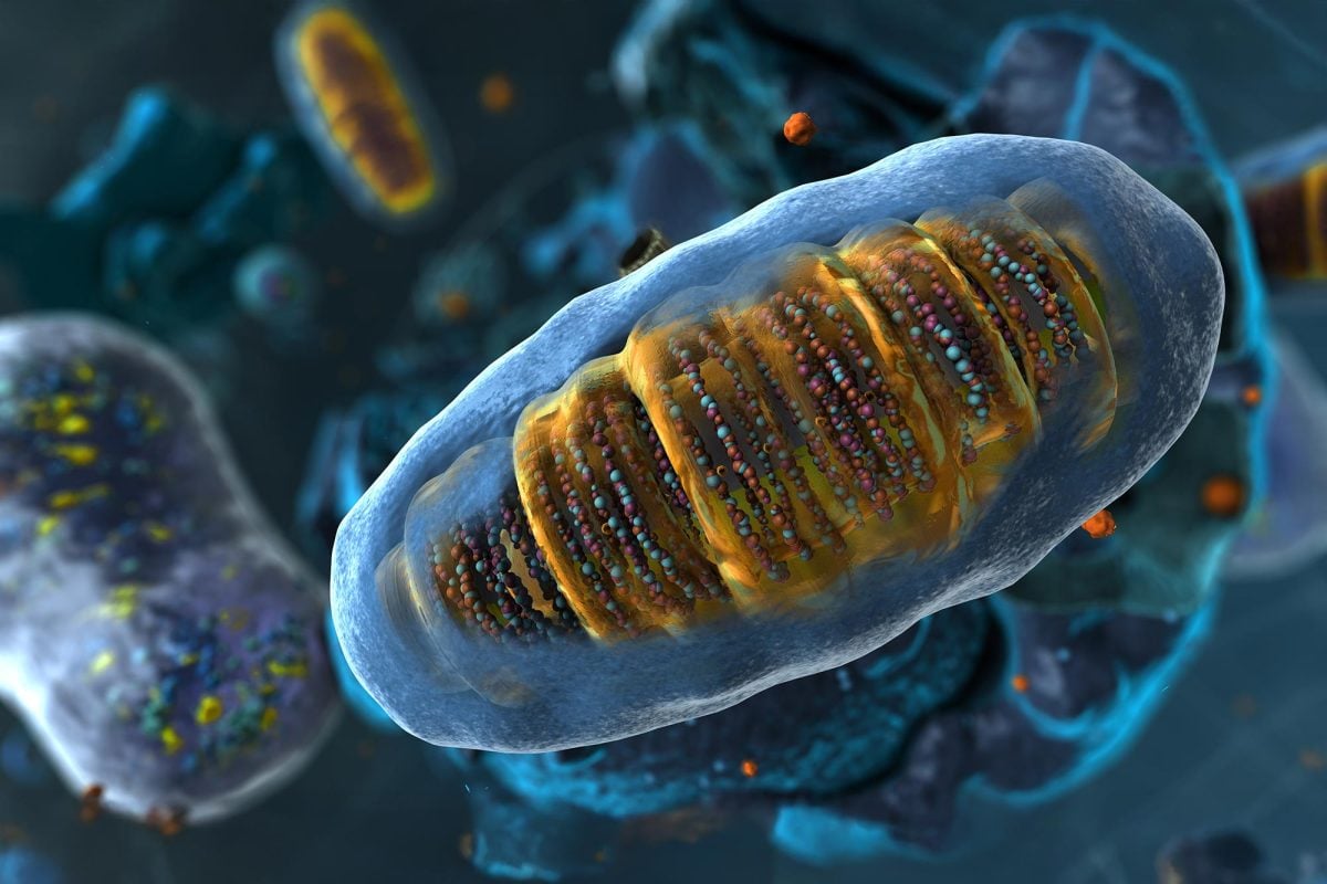 VictoriRegina11's tweet image. This Common Nutrient Supercharges Your Cells’ Energy #sciencefather #researchawards 

This essential nutrient boosts cellular energy production, enhances vitality, supports metabolism, and strengthens overall wellness by powering your body from within.