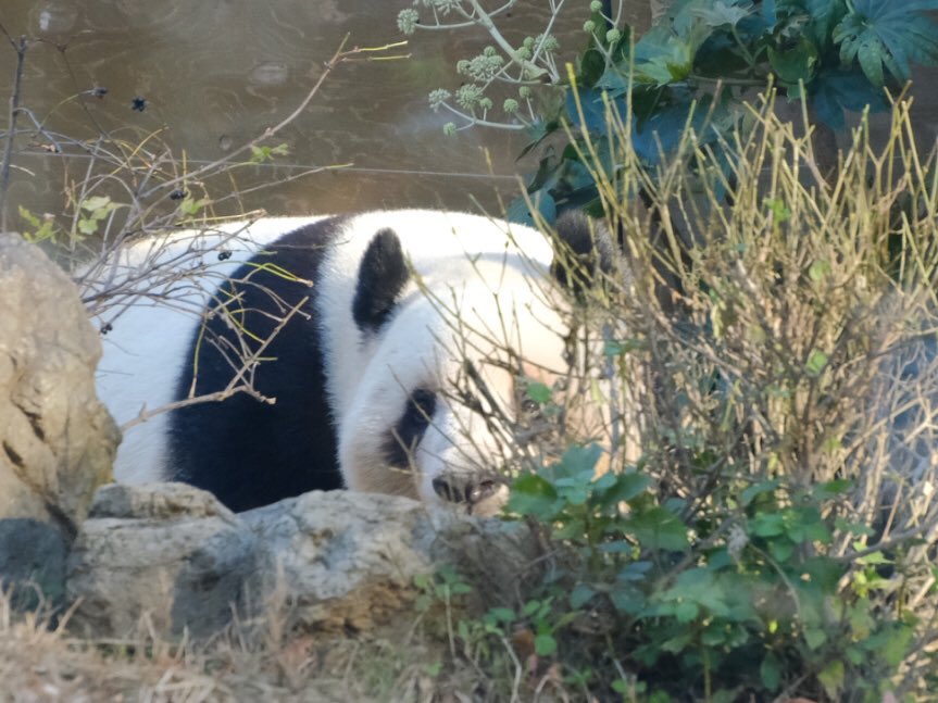 iko_i_iko_i_iko's tweet image. 隠れてない😊
2025.11.24 #上野動物園 #panda #レイレイ