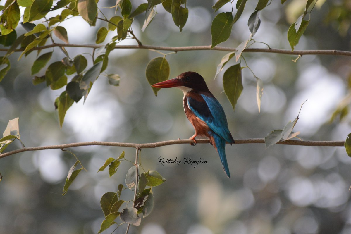 Kritika Ranjan tweet media