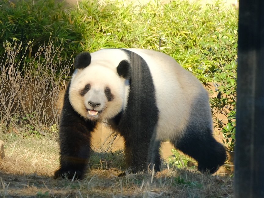iko_i_iko_i_iko's tweet image. テクテク💕
2025.11.24 #上野動物園 #panda #レイレイ
