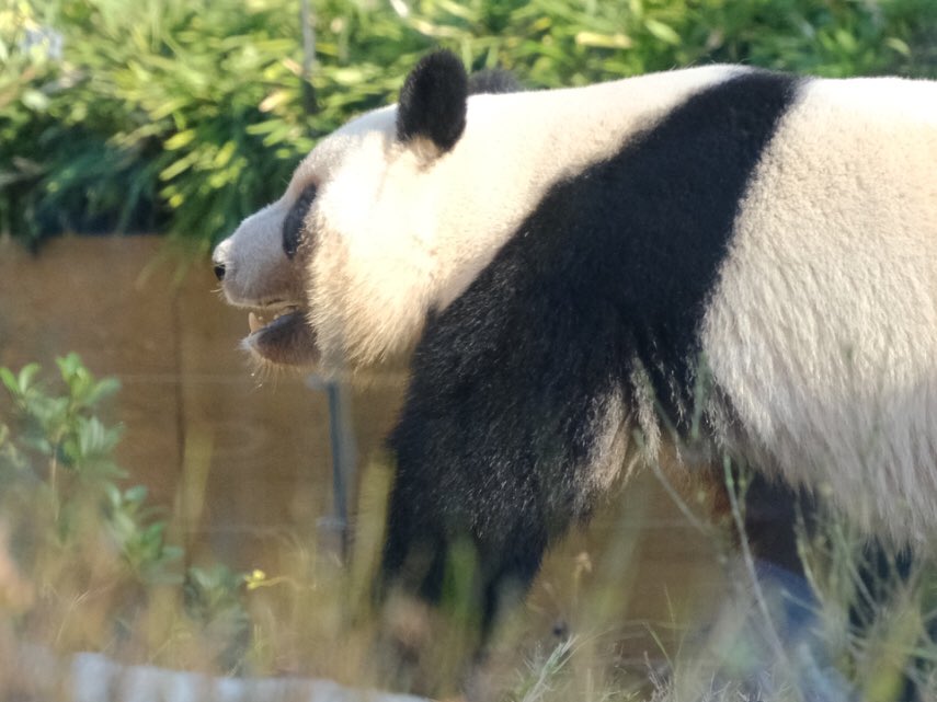 iko_i_iko_i_iko's tweet image. テクテク💕
2025.11.24 #上野動物園 #panda #レイレイ