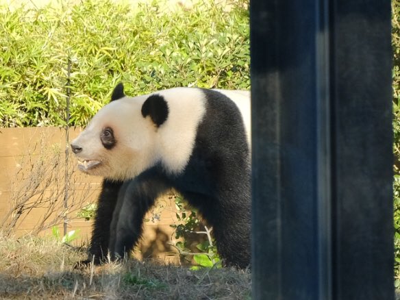 iko_i_iko_i_iko's tweet image. テクテク💕
2025.11.24 #上野動物園 #panda #レイレイ