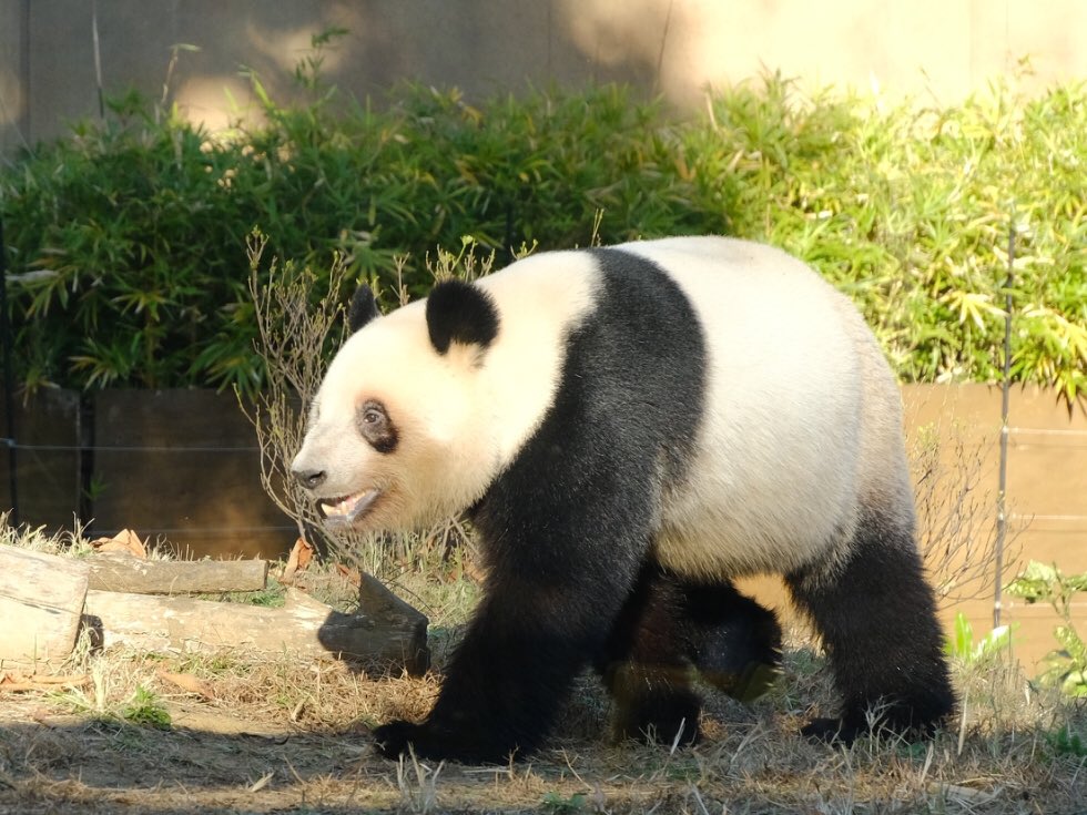 iko_i_iko_i_iko's tweet image. テクテク💕
2025.11.24 #上野動物園 #panda #レイレイ