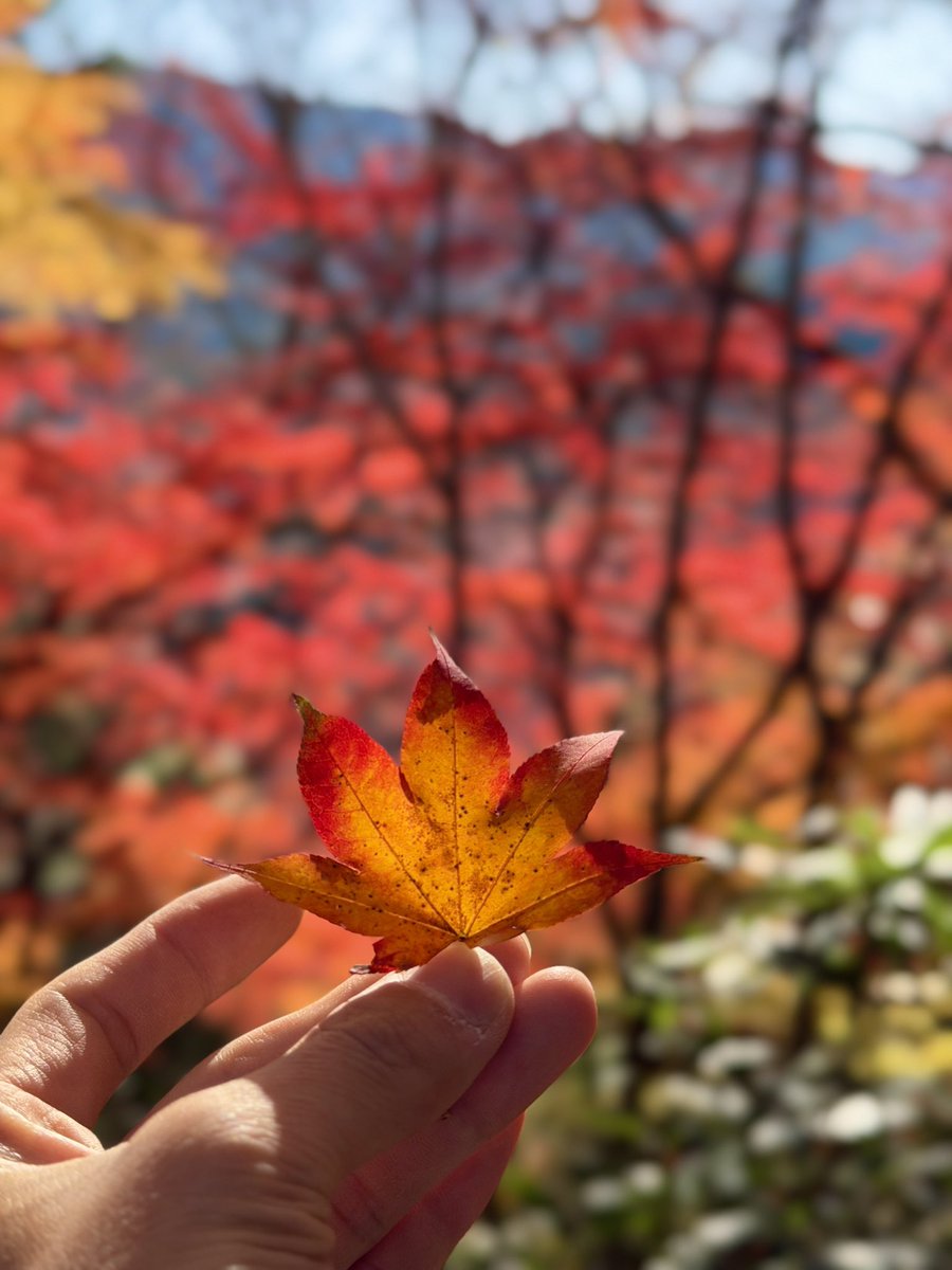 N30_jp's tweet photo. 昨日行った香嵐渓があまりにも良くってずっと写真見返してる笑🍁 https://t.co/s4Pu9Jd2b3