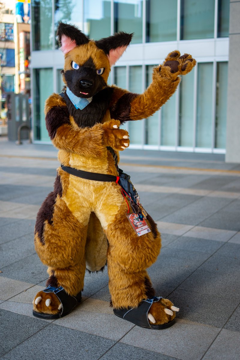 Miloくん、お久しぶりに会えてよかった😆 これからシェパードどうしだね🐶🐶　 #FLiP