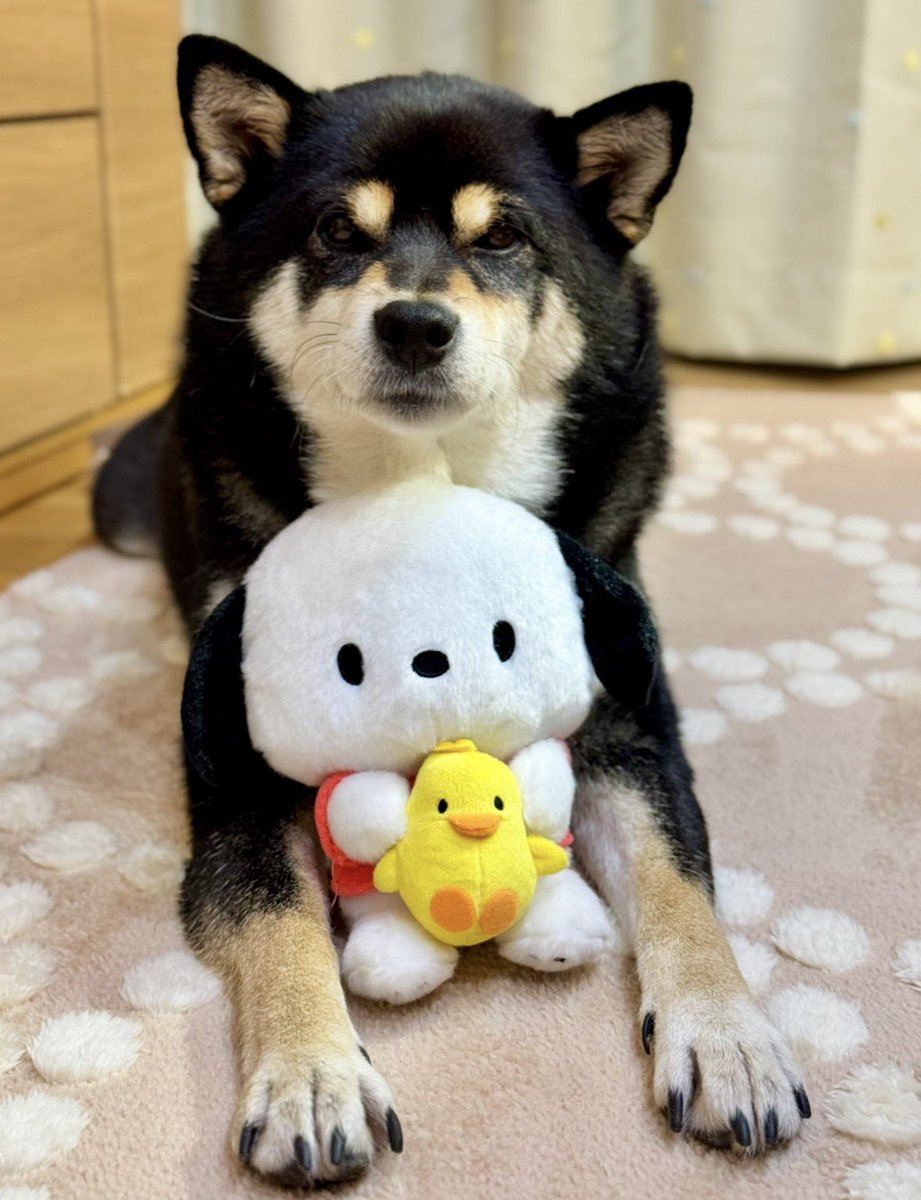 🐕ぽちゃこつ7.18🐕 (@SKotsu) / Posts / X