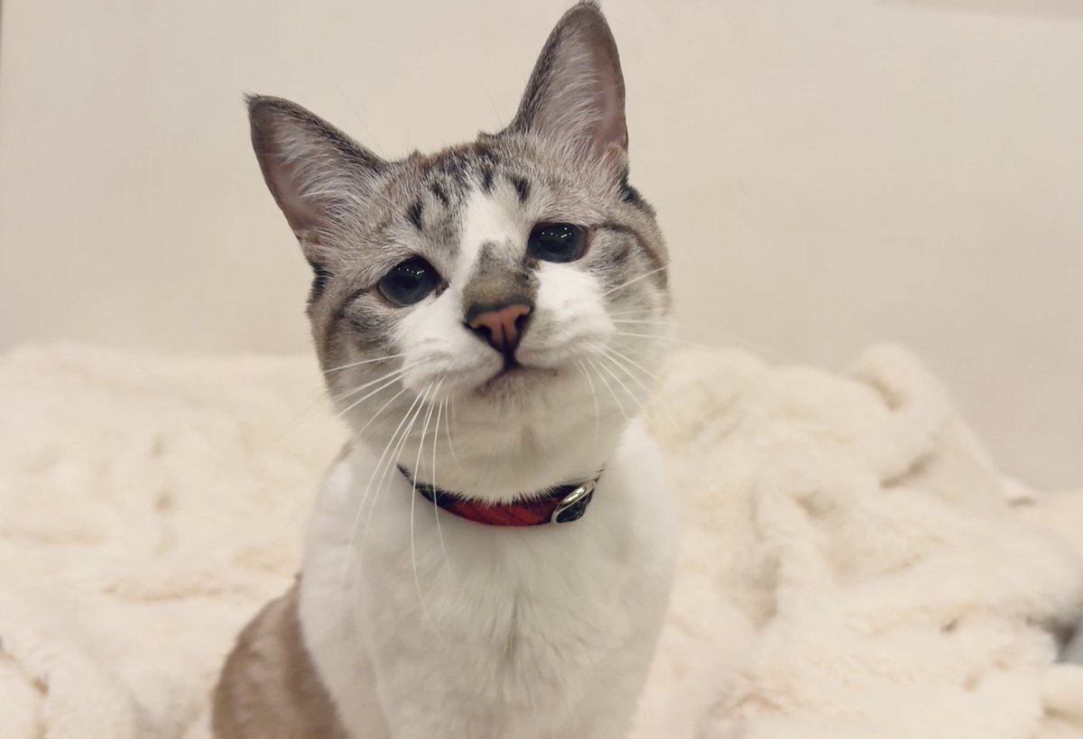 おもちゃ出したらニコニコしてる✨

動物で笑うのは猿だけって何かで見たけどねこちゃんもわんちゃんも笑う時ありますよね？気のせい🤔？