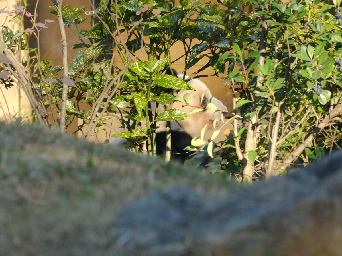 iko_i_iko_i_iko's tweet image. こっちに持ってきてもいいんだよ😅
2025.11.24 #上野動物園 #panda #レイレイ