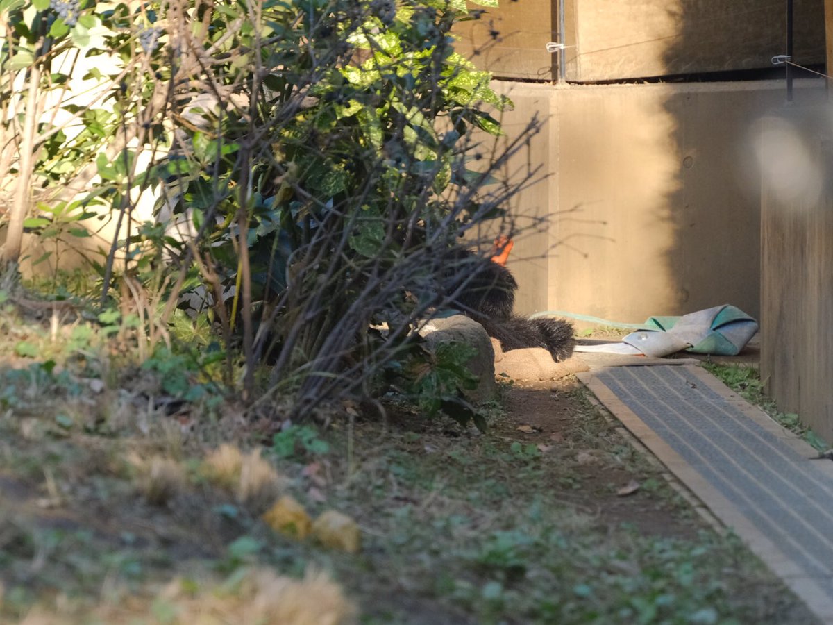 iko_i_iko_i_iko's tweet image. こっちに持ってきてもいいんだよ😅
2025.11.24 #上野動物園 #panda #レイレイ