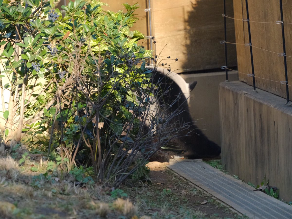 iko_i_iko_i_iko's tweet image. こっちに持ってきてもいいんだよ😅
2025.11.24 #上野動物園 #panda #レイレイ