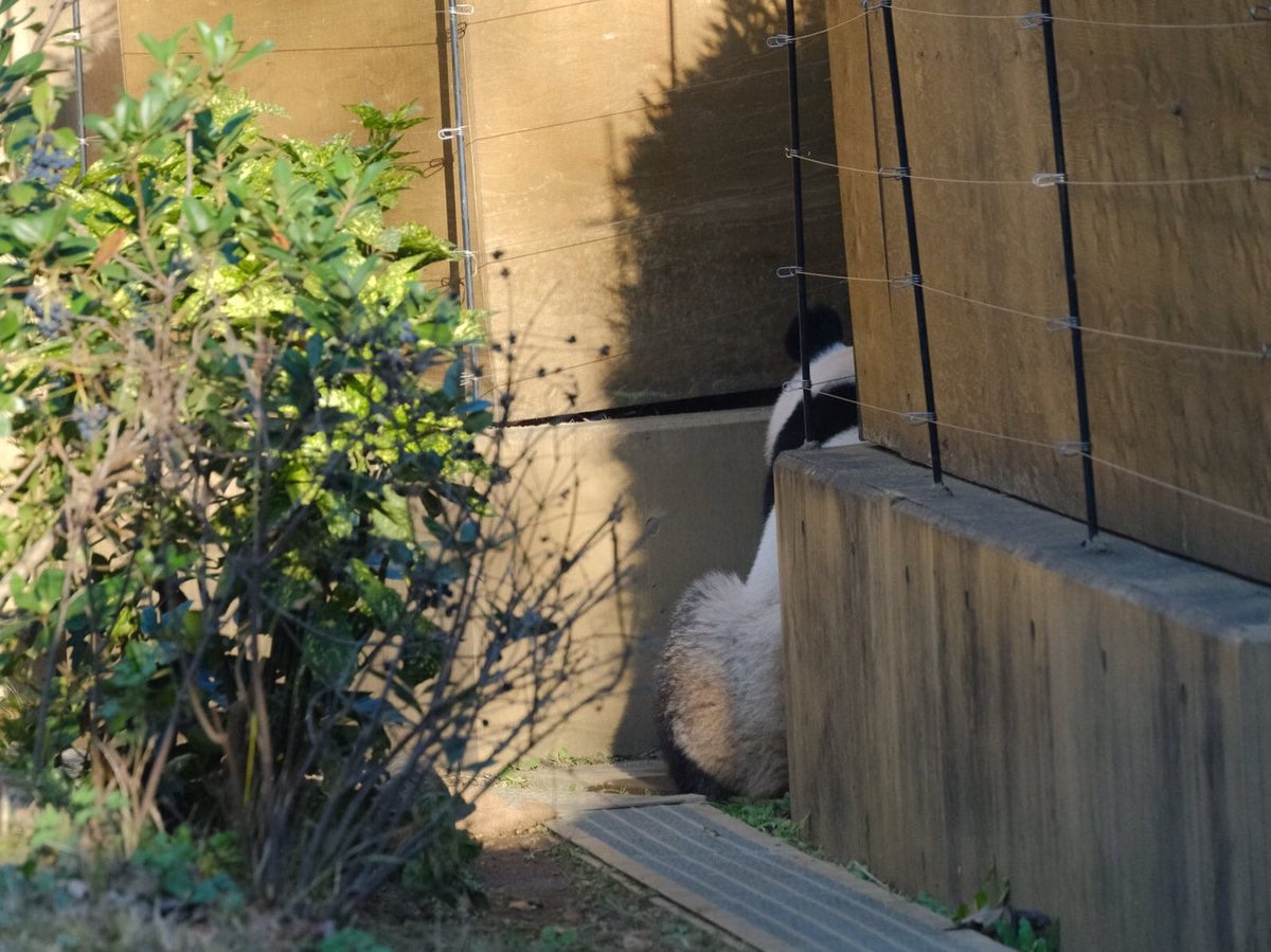 iko_i_iko_i_iko's tweet image. こっちに持ってきてもいいんだよ😅
2025.11.24 #上野動物園 #panda #レイレイ