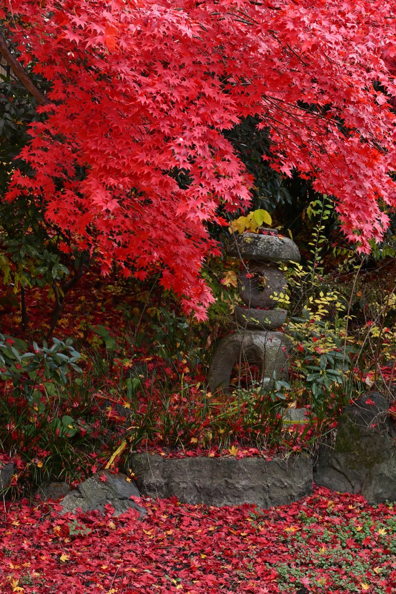 chageki's tweet image. 南昌荘の紅葉で今年の紅葉見納めとなりました。 plaza.rakuten.co.jp/shigekimb0515/… #r_blog 　#岩手 　#紅葉2025 　＃j紅葉　#盛岡 　＃南昌荘