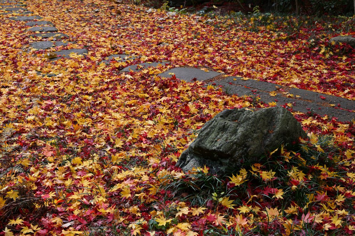 chageki's tweet image. 南昌荘の紅葉で今年の紅葉見納めとなりました。 plaza.rakuten.co.jp/shigekimb0515/… #r_blog 　#岩手 　#紅葉2025 　＃j紅葉　#盛岡 　＃南昌荘