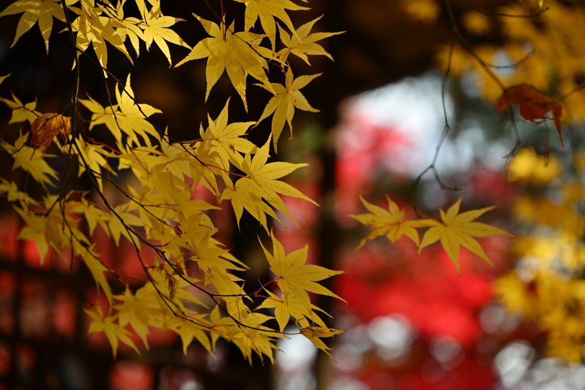 chageki's tweet image. 南昌荘の紅葉で今年の紅葉見納めとなりました。 plaza.rakuten.co.jp/shigekimb0515/… #r_blog 　#岩手 　#紅葉2025 　＃j紅葉　#盛岡 　＃南昌荘