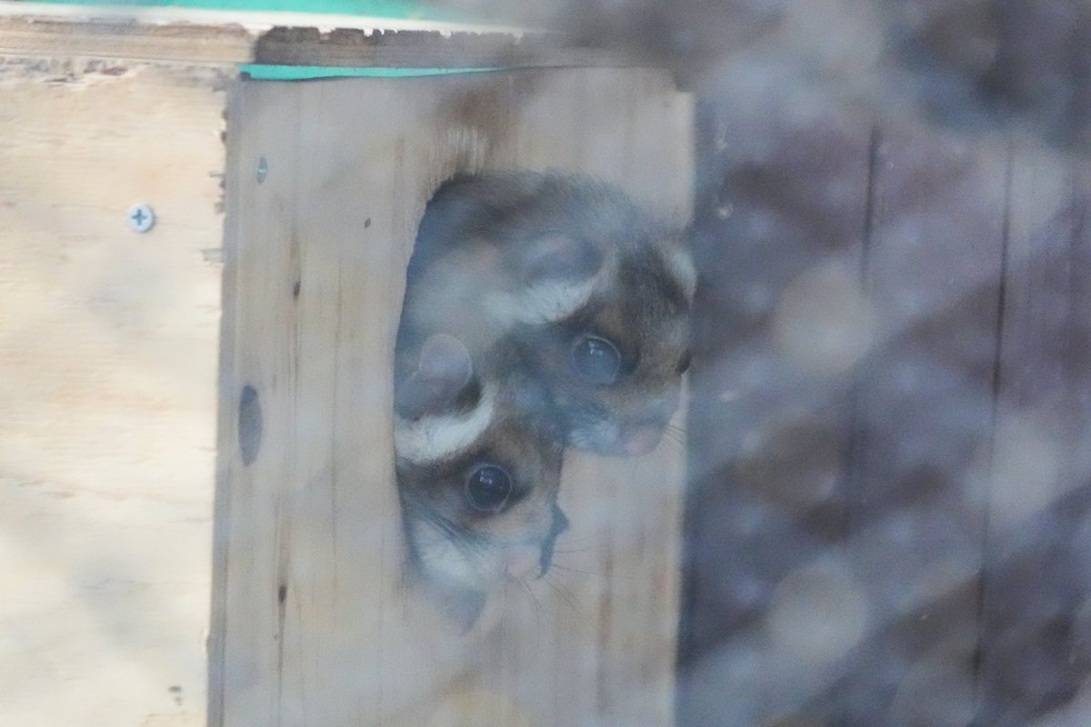 タンデムササビ
むむとぴぴ
#小諸市動物園
#ムササビ