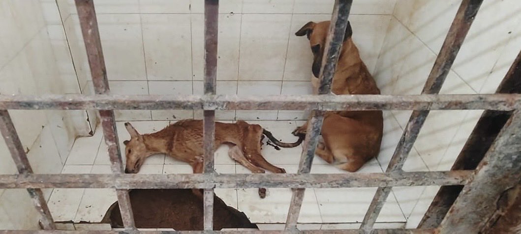 Sushmita0004175's tweet photo. Hyderabad- Amberpet ABC Centre Alert 🚨‼️
Dead dogs, alive dogs, popping, peeping eating in the same cage!!??
Lactating mothers and puppies captured?!
WHY???
@CommissionrGHMC @Manekagandhibjp @revanth_anumula @KTRBRS @AwbiBallabhgarh @IndiaToday @ndtv @IndianExpress @aajtak https://t.co/ytSr2QNayP