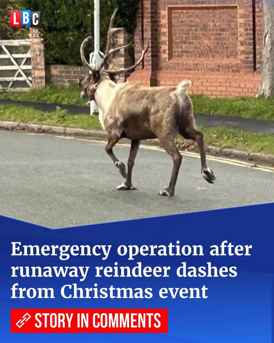 domdyer70's tweet image. Reindeer do not belong in our towns &amp;amp; cities as Christmas ornaments it’s cruel &amp;amp; exploitive &amp;amp; potentially dangerous to animals and people @AnimalAid @BornFreeFDN