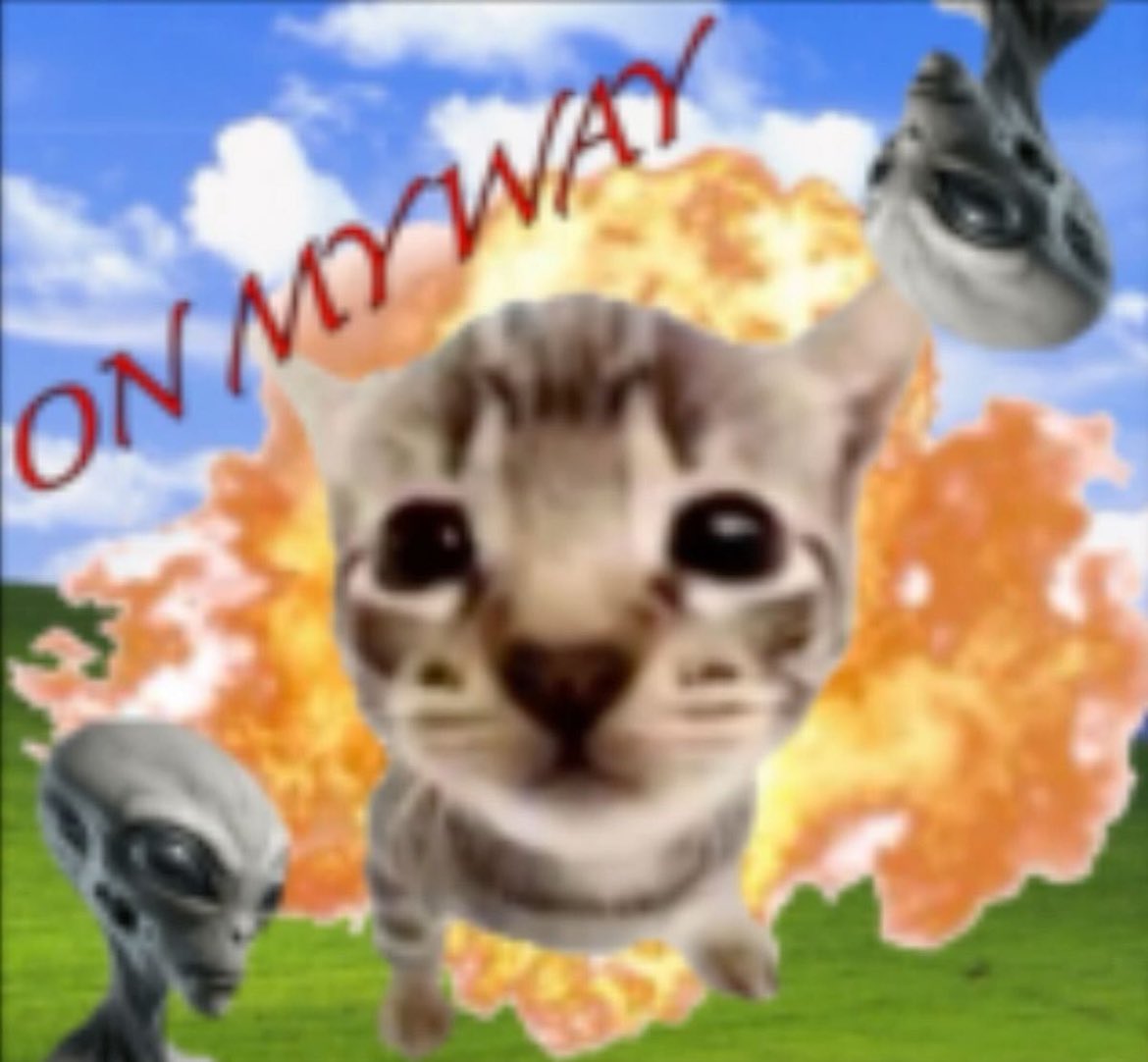 cats.jpg (@catsdotjpg) on Twitter photo 