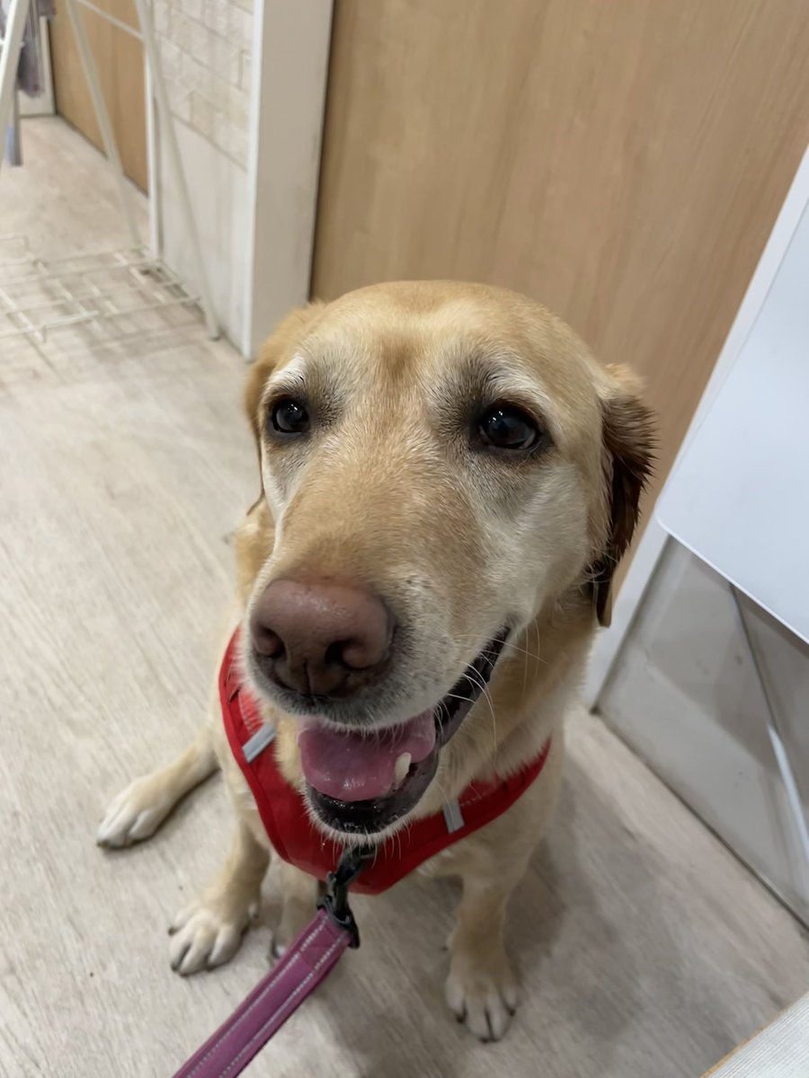 ラブラドール桃花🍑 (@happymomoka1110) / Posts / X