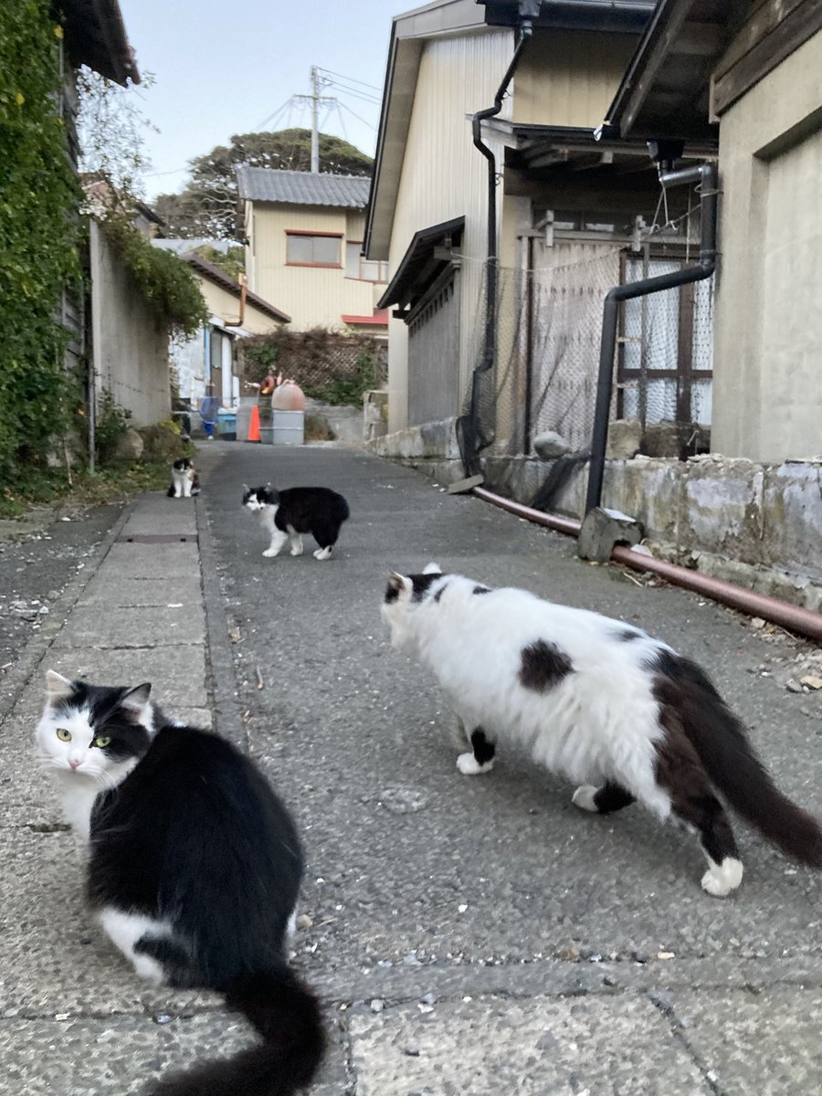 今夕の #仁斗田地区 #ポンプ置場 へ ホクちゃんと20号がお迎えに