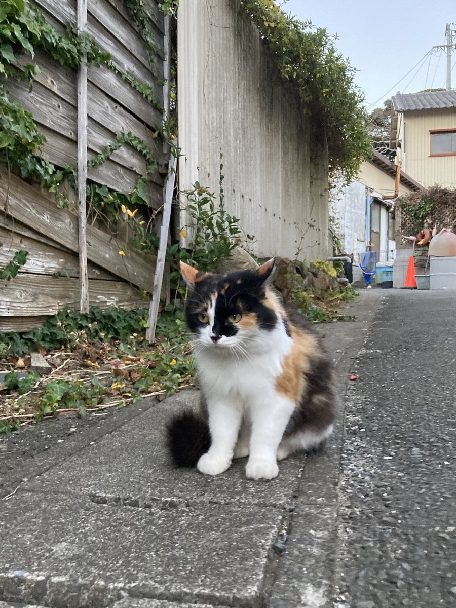 今夕の #仁斗田地区 #ポンプ置場 へ ホクちゃんと20号がお迎えに