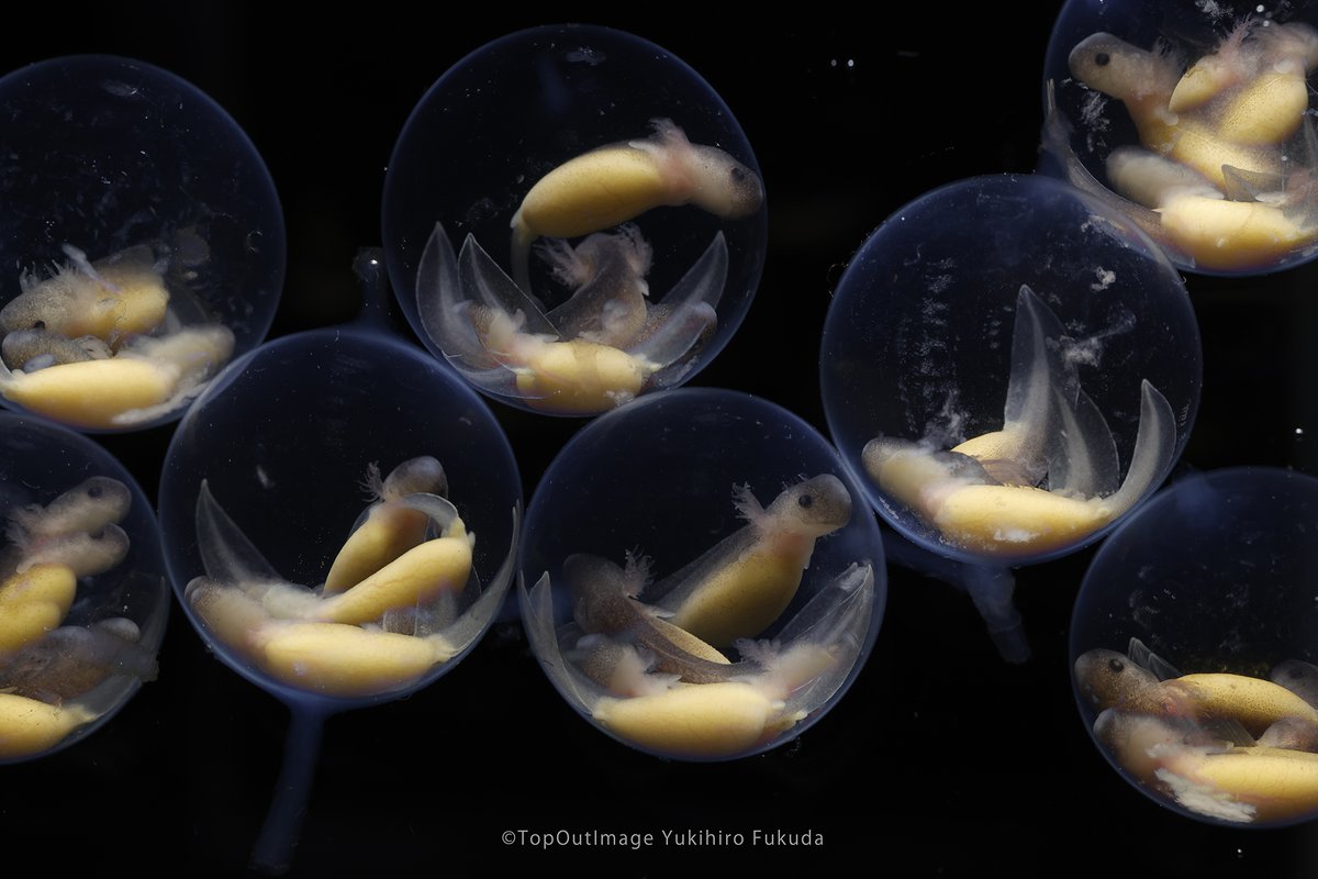 オオサンショウウオの赤ちゃんが卵の中で動く様子を多重露光しました。来夏オープン施設準備中　AIではありません。＃オオサンショウウオ