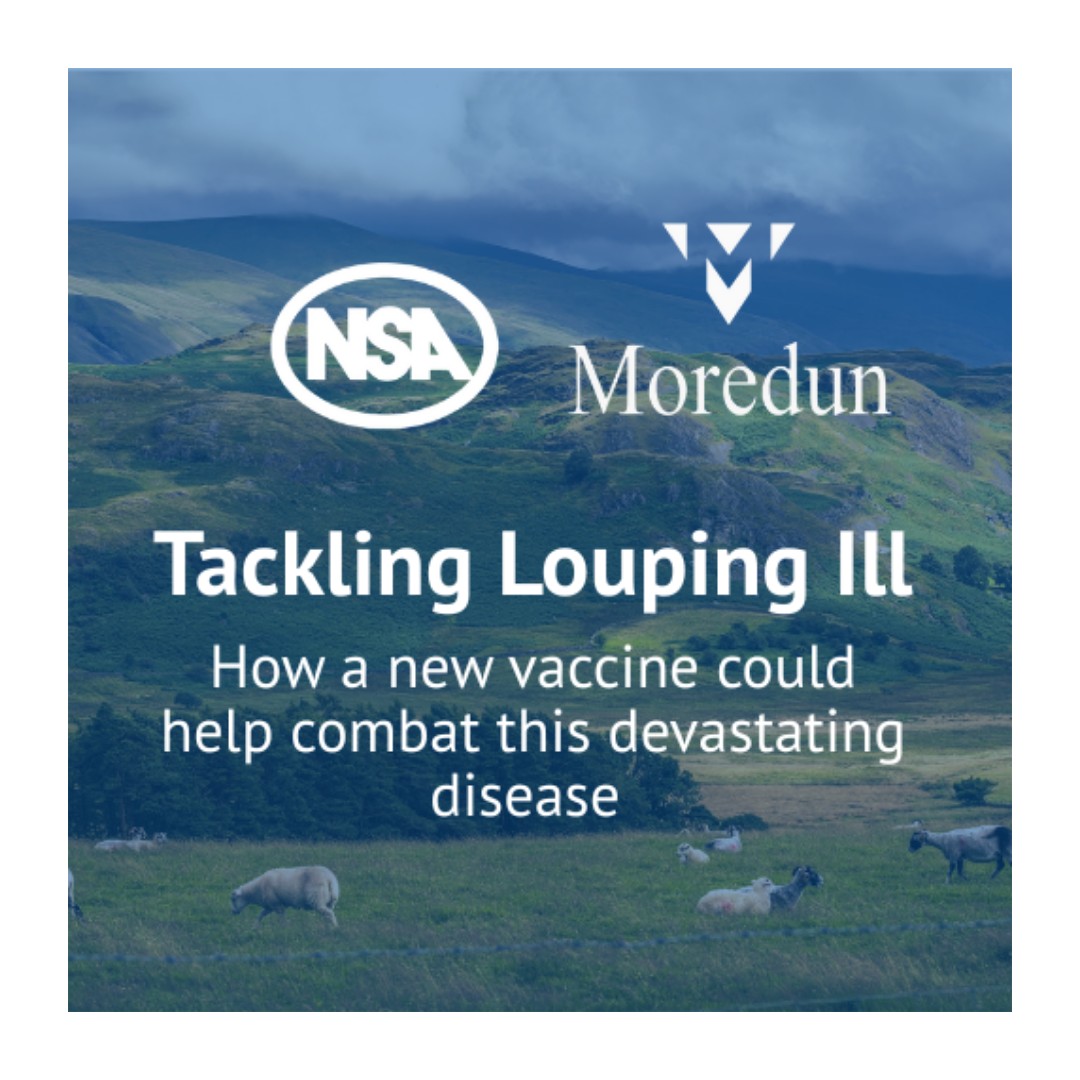 The Moredun Foundation tweet media