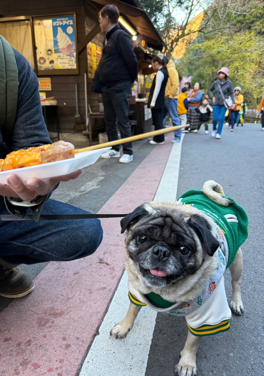 パグのピーちゃん (@Pi18341995) / Posts / X