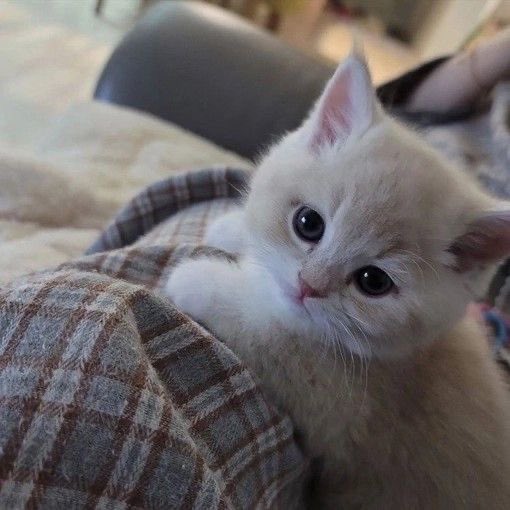 kitten_zukan's tweet photo. https://t.co/mLvmtkXseb