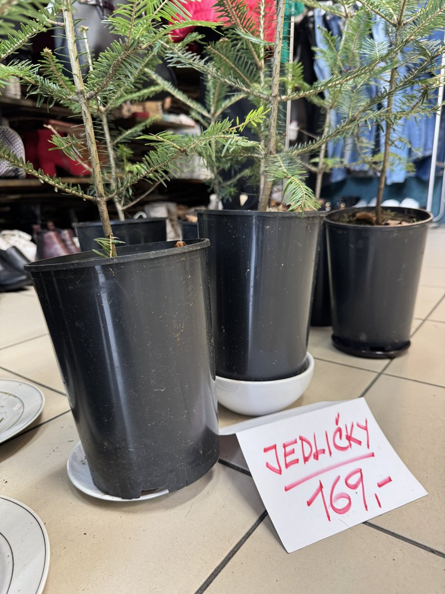 Živější, levnější, ekologičtější. Brněnské charitativní spolky nabízí prodej vánočních stromků - jedlí bělokorých v květináči.🎄Stojí 170 korun a pochází ze ŠLP Křtiny. Po Vánocích si je mohou lidé nechat a zasadit na zahradu, nebo pak v březnu společně s dalšími do lesa u Brna.