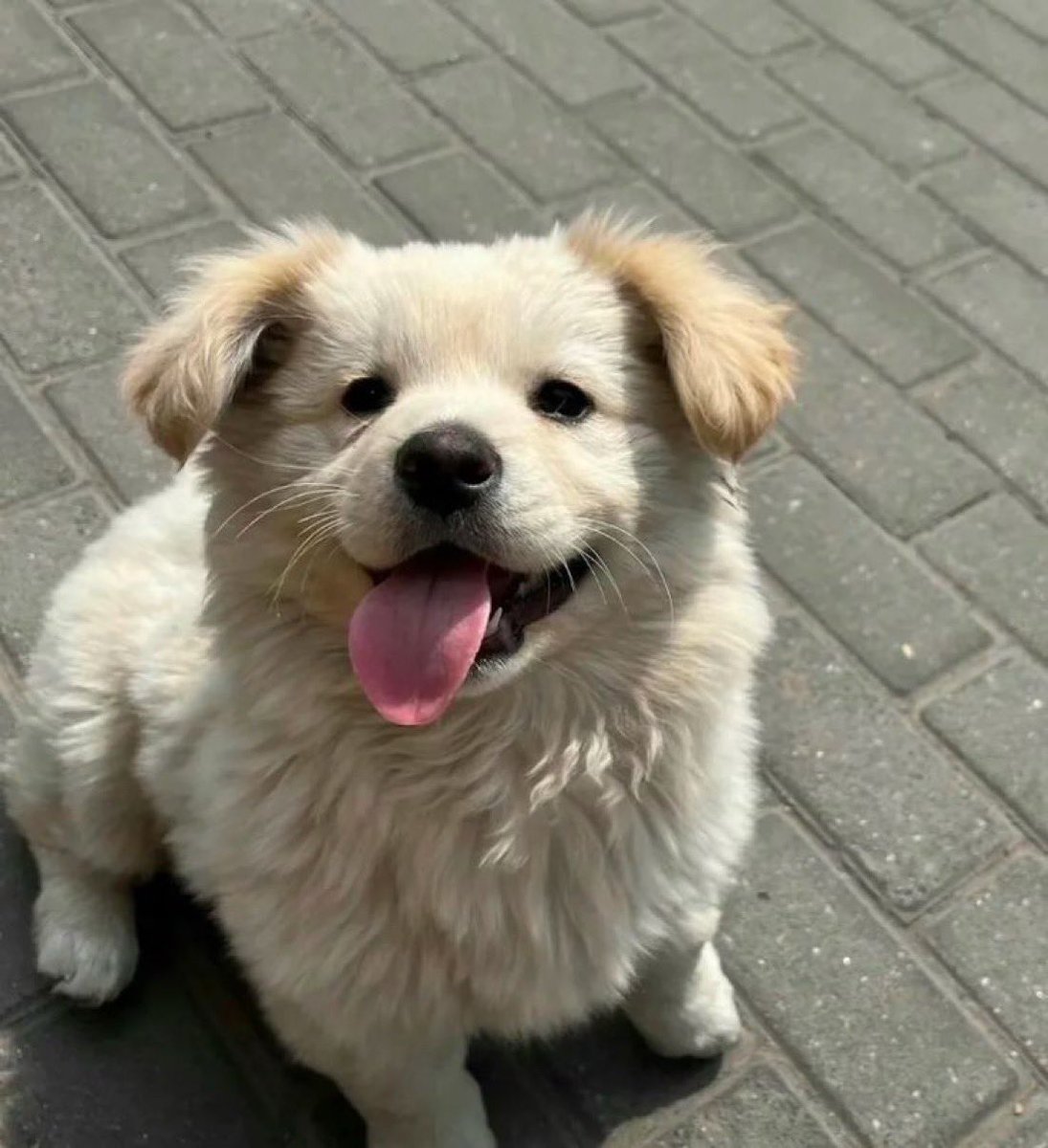 everythingdogss's tweet photo. https://t.co/HApGImMBoQ