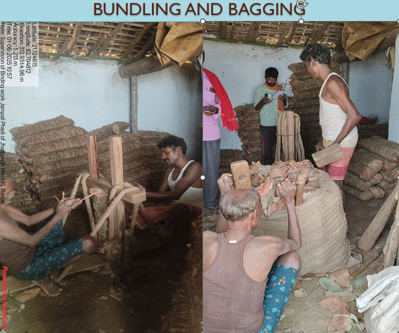 DPadampur's tweet photo. KL ACTIVITIES 2025: STORING, BUNDLING AND BAGGING, TRANSPORTING TO CG https://t.co/jGgNc0vjn0
