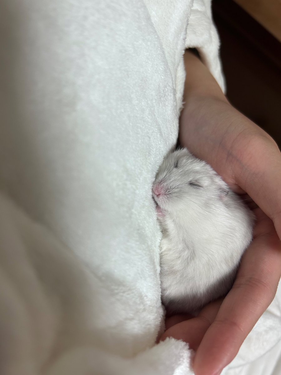 kedamaunchimaru's tweet image. すやこぶ