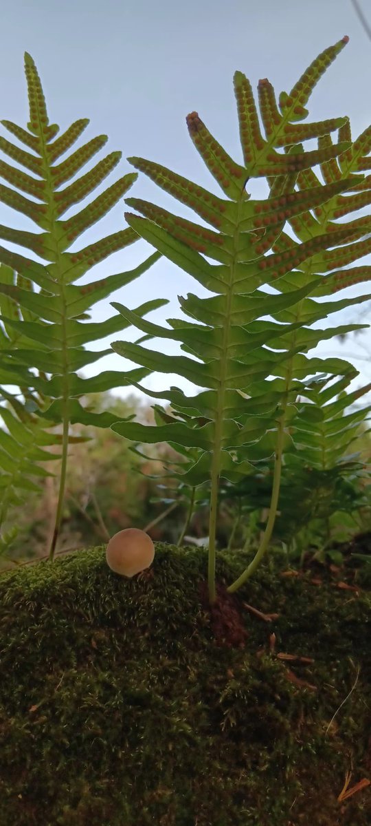 Diciembre , ya llegó!!!!!