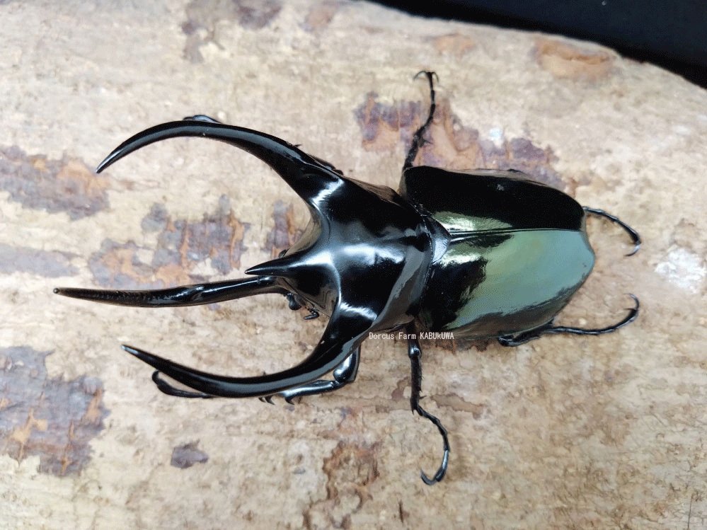 かぶぶくわわ (@mushi_lowkun) / Posts / X