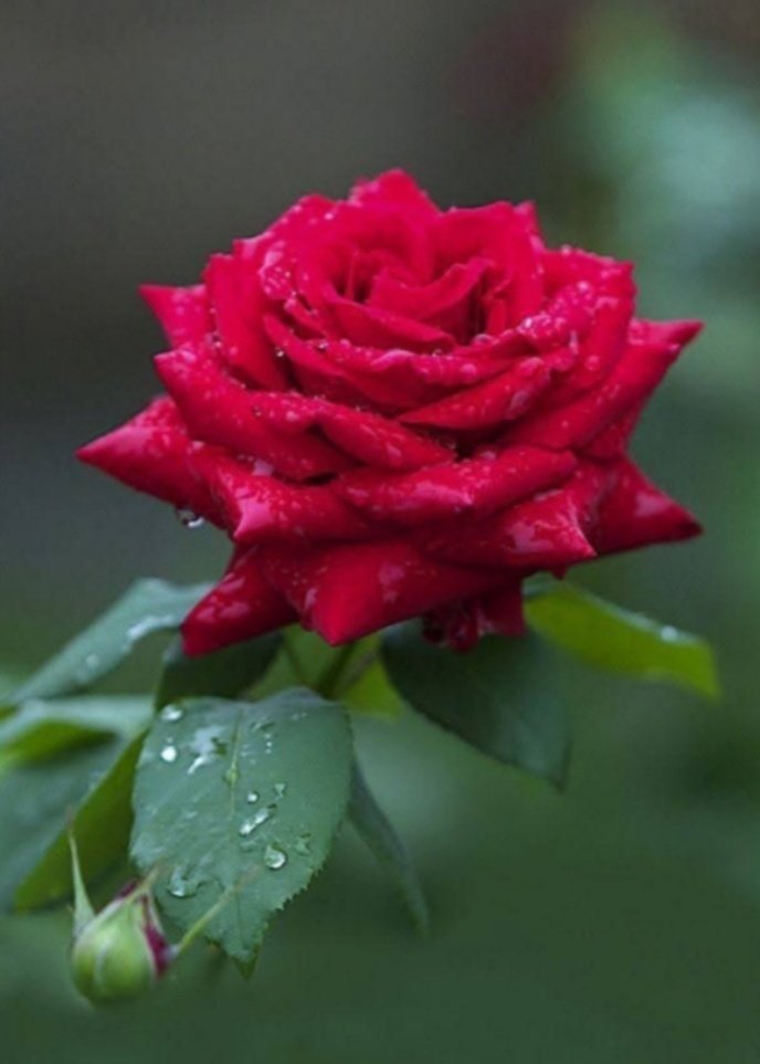 ....
Aldanma ,
Bu yalan dünyaya 
Nedir gerçek 
Er Veya geç 
Ölümdür gerçek 
Yalan için harcama 
Ömrünü,
Gerçek için yalandan vazgeç...🌺🍃