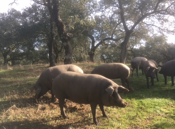 atasteofspain's tweet image. Ibérico #pigs in their beautiful #habitat
#food #ham #travel #Spain #farm #sustainability