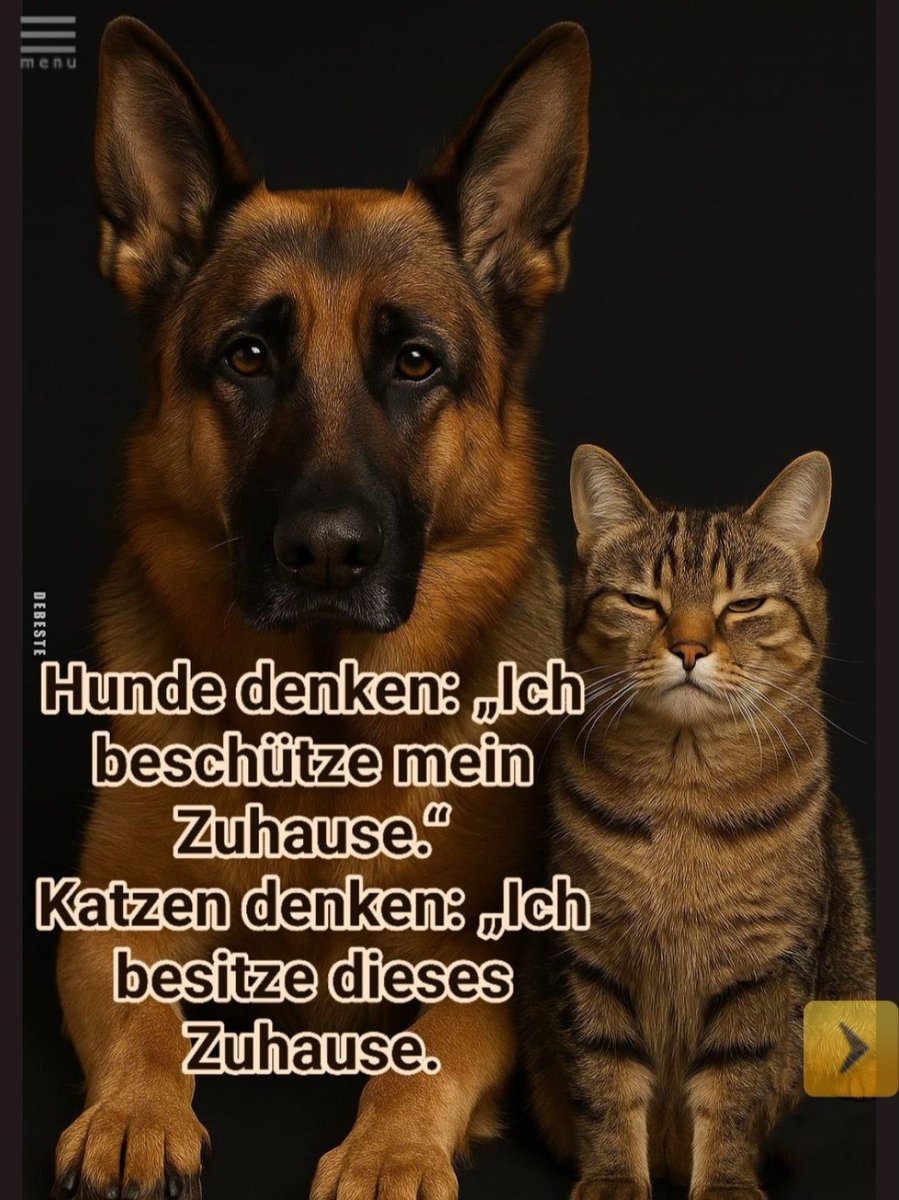 Wer hat Recht😼🐶