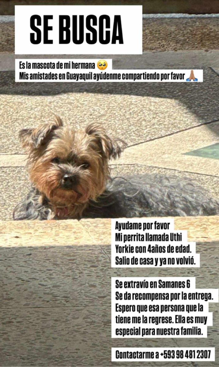 AlertaMePerdi's tweet photo. #PERDIDA #GUAYAQUIL
Nombre: #UTI
Fecha: 29/11/25
Sector: Norte, Samanes 6 Mz. 963
Sexo: Hembra
Raza: Yorkie
Obsv.: Negrita plomita y café
Contacto: 0969538143
SE OFRECE RECOMPENSA
¡Ayúdala a volver con su familia!
#AlertaMePerdí https://t.co/YfNFDhk9hd