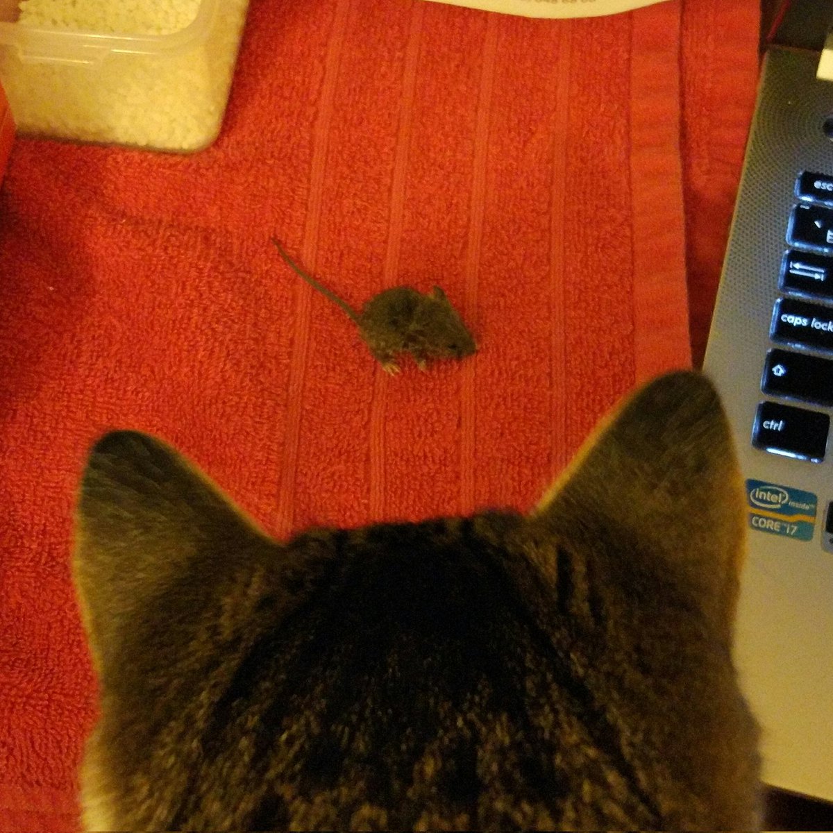 Листая старенький айпад