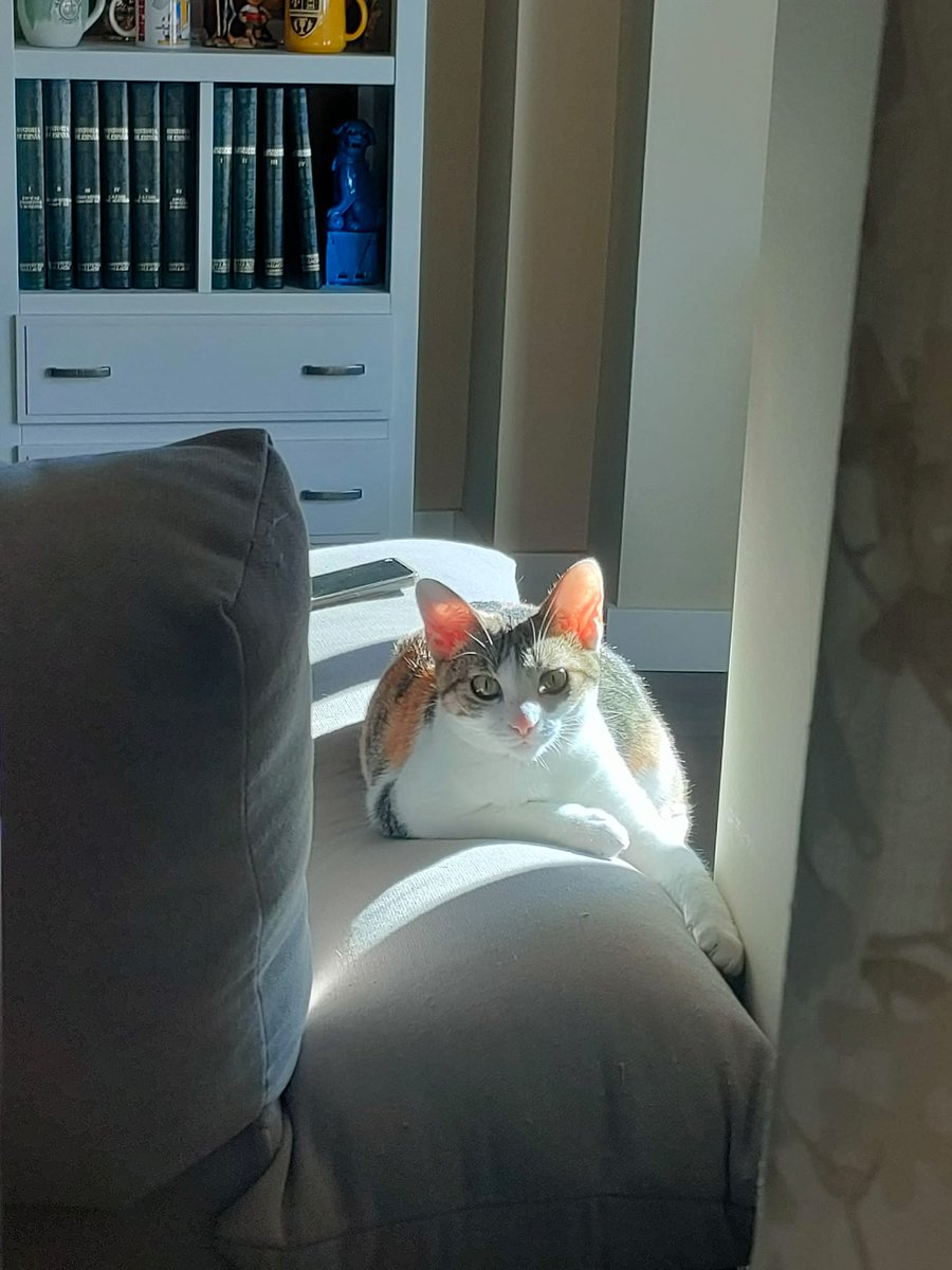 A veces un pequeño ser entra en nuestra vida y nos enseña a querer sin medida y a valorar los pequeños momentos del día a día.
Os dejamos por aquí la historia de Lorena y Freja.

Léela en el Blog de 4cats!

4catsvlc.blogspot.com/2025/12/lorena…

#gatos #Valencia #AdoptaNoCompres