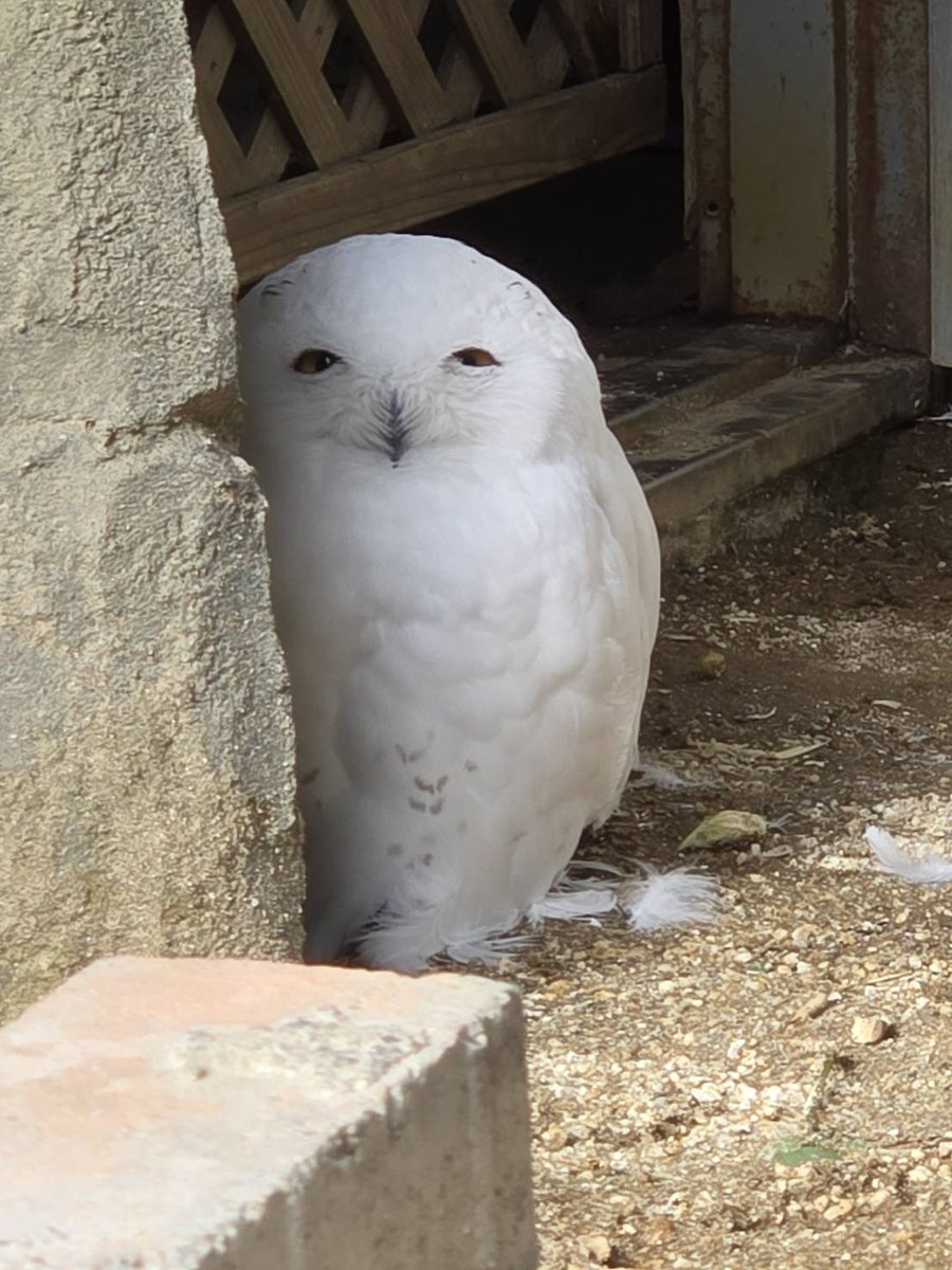 F4RC14 ☀️🪶 ECR | CMS & Collab DM. tweet media