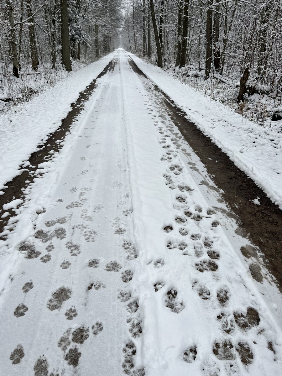 ForBioSensing's tweet photo. #Wilki w #Puszczy #Białowieskiej
Pracownicy terenowi projektu LIFE+ ForBioSensing byli świadkami niezwykłych obserwacji w Puszczy Białowieskiej. 
Serdeczne podziękowania dla zespołu terenowego za czujność i dokumentację.
Tekst. W. Duranowska
Fot. E. Zin https://t.co/7GXEjok37O