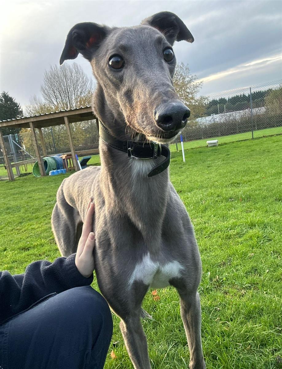 Gentle giant Peter has been waiting for a home for 28 days. 💔

He loves nothing more than being around people and a gentle fuss. 

If you’re looking for an affectionate and loyal companion, Peter could be the perfect match for you! Meet him here. 👉 bit.ly/48oZkMO